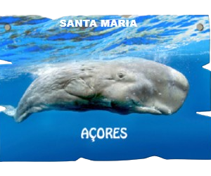 PLACAS PERSONALIZAVEIS MDF